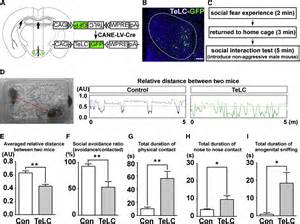 cane activated neuron ensemble